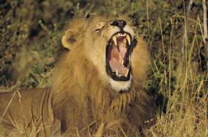 Roaring Lion